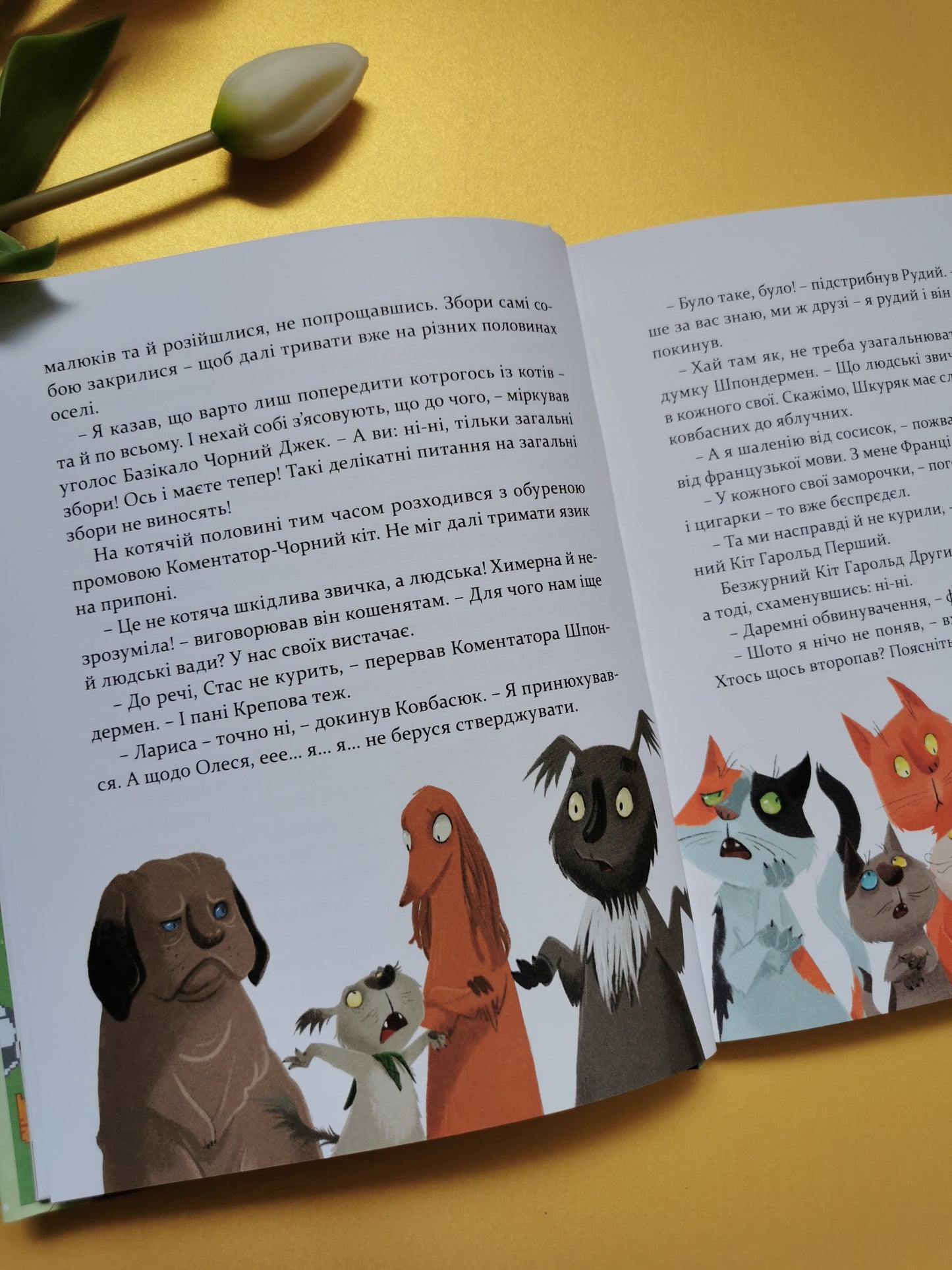 36 і 6 котів-компаньйонів