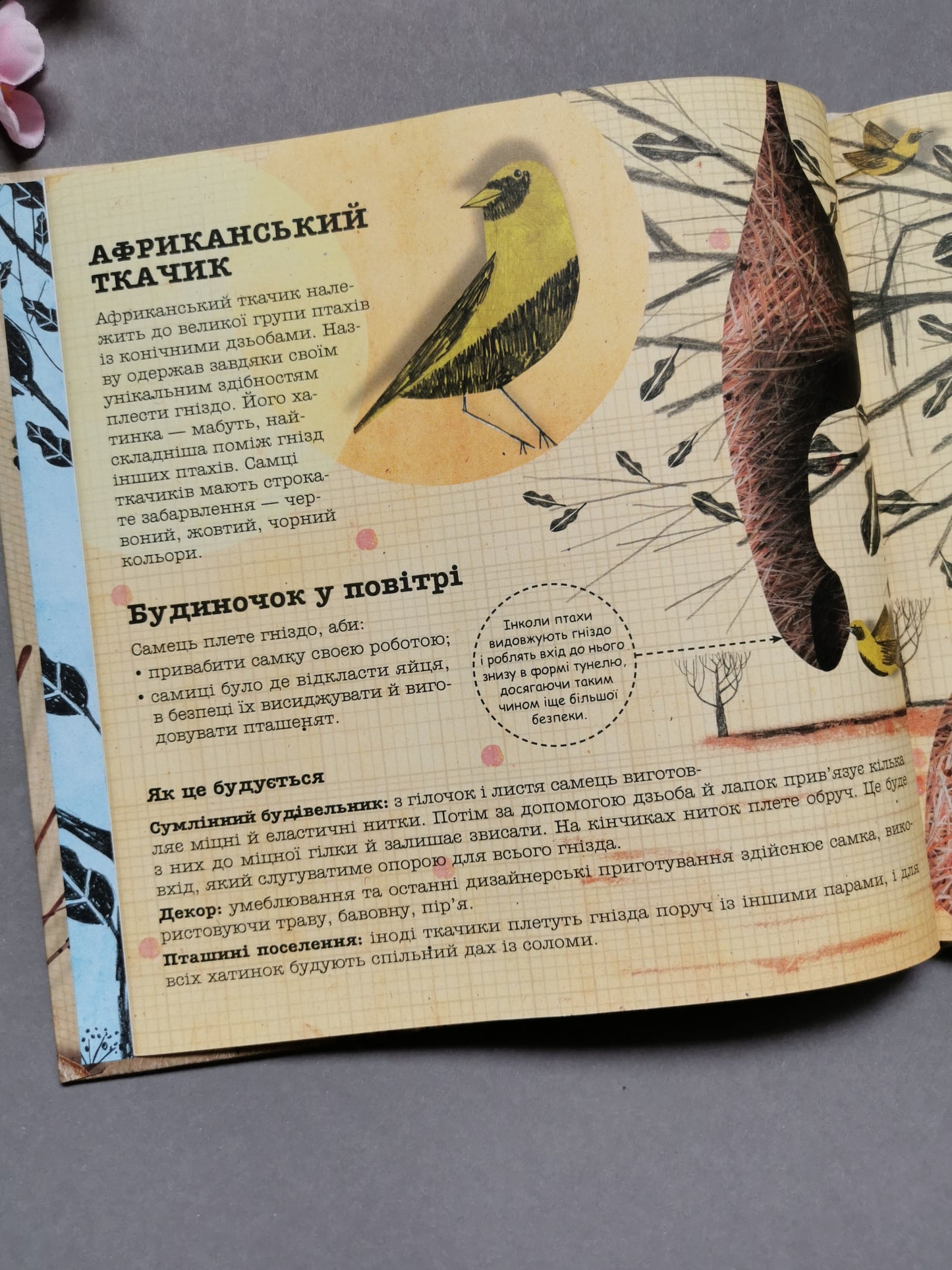 Архітектори у світі тварин. Даніель Нассар